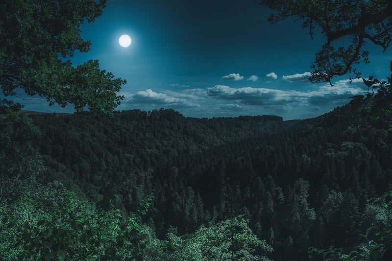 Moonlit Walk